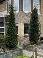 Taxus bomen >3mtr, Ophalen