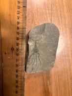 Zeldzame Gogia Granulosa Fossiel uit het Cambrium, Ophalen of Verzenden, Fossiel