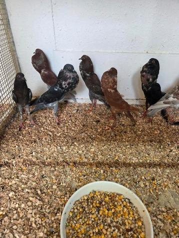 4 koppel brunner kroppers 15 euro beschikbaar voor biedingen