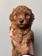 Mini (Labra)doodle pups 🐶🐾 zoeken forever home, Dieren en Toebehoren, Overige rassen, CDV (hondenziekte), 8 tot 15 weken, Meerdere