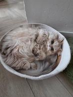 Britse langhaar dekkater, 0 tot 2 jaar