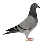Duivin Vitesse Midfond Gaby Vandenabeele x Johan Donckers, Dieren en Toebehoren, Vrouwelijk, Postduif
