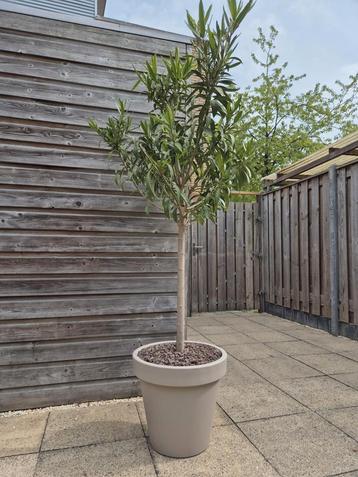 Oleander op stam in pot beschikbaar voor biedingen
