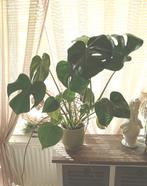 Mooie en gezonde Monstera kamerplant inclusief bloempot, Groene kamerplant, Ophalen, In pot