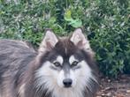 Angstig reutje zoekt ervaren baasje met liefde en geduld, Dieren en Toebehoren, Honden | Niet-rashonden, Particulier, Rabiës (hondsdolheid)