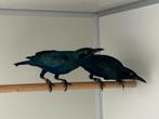 Groenstaart glansspreeuw - lamprotornis chalybaeus, Meerdere dieren, Geringd