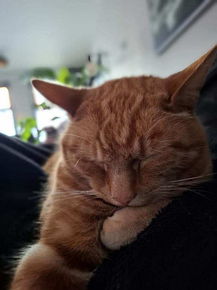 Jamie Lieve  Rode Kater, Diensten en Vakmensen, Dieren | Katten | Verzorging, Oppas en Les