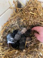 Franse hangoor jongen prachtig nestje, Dieren en Toebehoren, Konijnen, Meerdere dieren, Groot, Hangoor