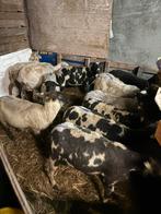 Schapen, Vrouwelijk, Schaap