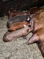 Varkens, Meerdere dieren, Varken