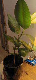 Ficus Elastica (Rubberplant) in pot, Ophalen of Verzenden