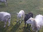 Twee mooie easy care bokjes van dit jaar, Dieren en Toebehoren, Schapen, Geiten en Varkens, Vrouwelijk, Schaap, 3 tot 5 jaar