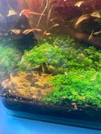 Neocaridina garnalen. Yellow neon fire., Dieren en Toebehoren, Vissen | Aquariumvissen, Kreeft, Krab of Garnaal
