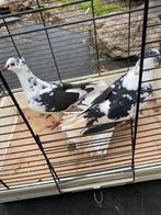 Duiven, Meerdere dieren, Overige soorten