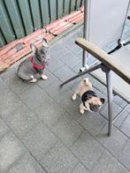 Te koop Franse bulldog en mopshond (retromops), teefjes., Dieren en Toebehoren, Honden | Bulldogs, Pinschers en Molossers, Parvo