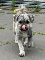 Boomer pup, Rabiës (hondsdolheid), 15 weken tot 1 jaar, Reu, Eén hond