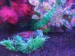 kersenbuik cichlide koppel al meerdere nesjes gehad.ruilen, Dieren en Toebehoren, Vissen | Aquariumvissen, Vis, Zoetwatervis