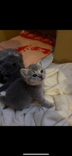 Brisekorthaar, Meerdere dieren, Ontwormd