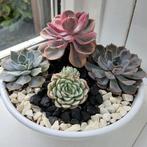 Echeveria Rainbow in 25cm Schaal, Ophalen
