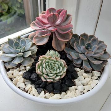 Echeveria Rainbow in 25cm Schaal beschikbaar voor biedingen