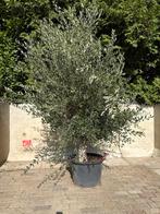 Olijfboom 250cm - Stamomvang 40cm €119,95 OP=OP, Tuin en Terras, Planten | Bomen, Bloeit niet, 100 tot 250 cm, Olijfboom, Ophalen