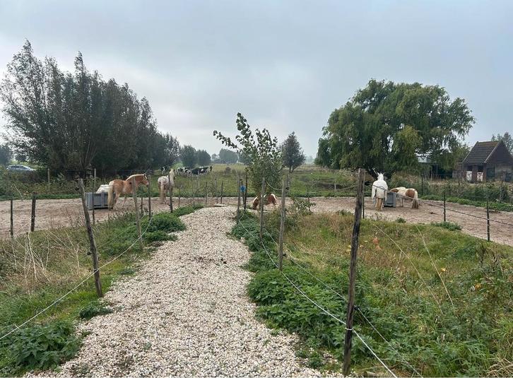 Paddock paradijs, browsing paddock, equihabitat heeft plek, Dieren en Toebehoren, Stalling en Weidegang, Stalling, 2 of 3 paarden of pony's