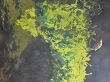 Blaashoorn slakken (zoetwater aquarium slak) beschikbaar voor biedingen
