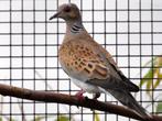 zomertortel ruilen, Dieren en Toebehoren, Vrouwelijk, Tortelduif