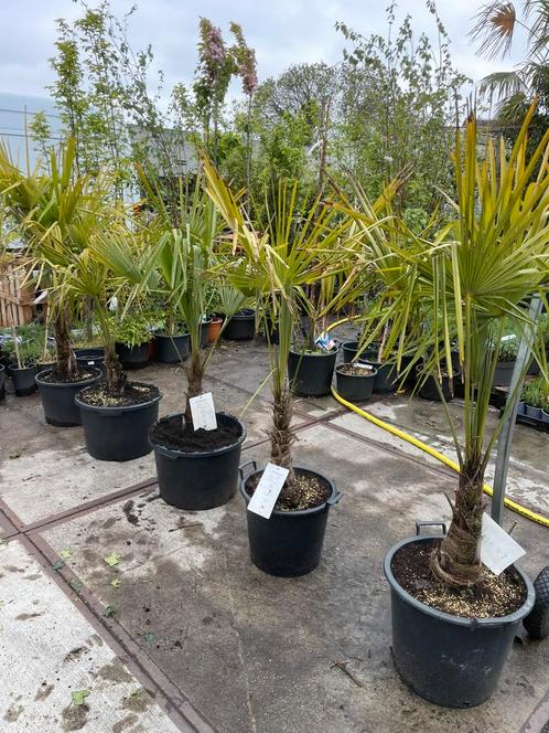 Palmen trachycarpus grote kluit al 2 jaar hier super prijs, Tuin en Terras, Planten | Bomen, Palmboom, 100 tot 250 cm, Halfschaduw