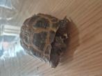 Russische schildpad, Dieren en Toebehoren, Reptielen en Amfibieën, Schildpad, 0 tot 2 jaar
