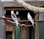 Valkparkieten koppel en pop, Dieren en Toebehoren, Vogels | Parkieten en Papegaaien, Meerdere dieren, Parkiet