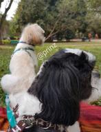 Hondenoppas Vakantie Honden opvang, oppas, Diensten en Vakmensen, Dieren | Honden | Verzorging, Oppas en Les