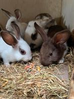 Ruime keus jonge konijntjes, Dieren en Toebehoren, Konijnen, Meerdere dieren