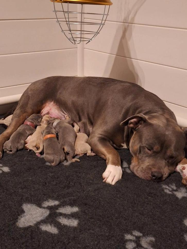 Amerikaanse bully xl pups GEBOREN, Dieren en Toebehoren, Honden | Bulldogs, Pinschers en Molossers, Meerdere dieren, Overige rassen