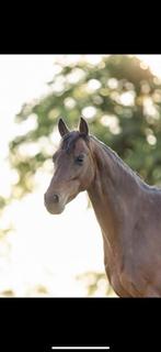 Allround C Pony, Dieren en Toebehoren, Merrie, B, Gechipt, Dressuurpony