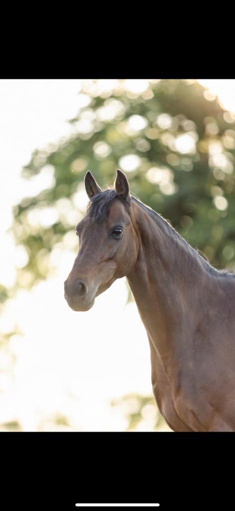 Allround C Pony, Dieren en Toebehoren, Pony's, Merrie, B, C pony (1.27m tot 1.37m), Dressuurpony, 7 tot 10 jaar, Met stamboom