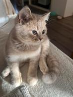 Britse kittens, Dieren en Toebehoren, Katten en Kittens | Raskatten | Korthaar, Poes