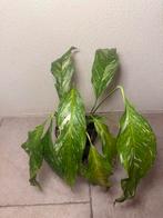 Spathiphyllum diamond variegata (2), Huis en Inrichting, Kamerplanten, Ophalen of Verzenden, Halfschaduw, Minder dan 100 cm