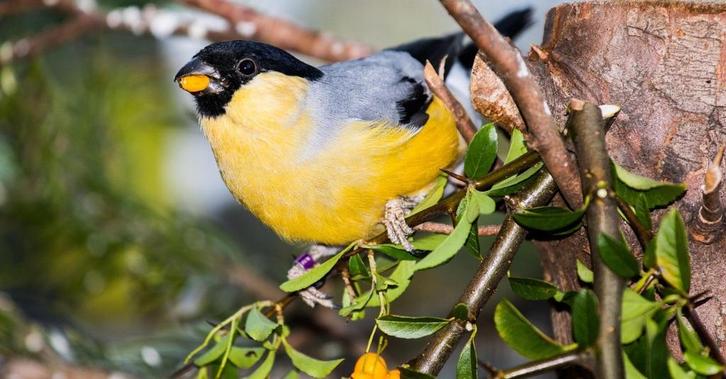 Ruilen Pastelgele goudvink pop 2024, Dieren en Toebehoren, Vogels | Overige Vogels, Wildzangvogel, Vrouwelijk, Geringd