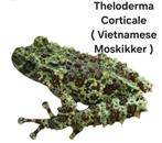 GEZOCHT: Theloderma Corticale ( Vietnamese Moskikker ), Dieren en Toebehoren, Ophalen