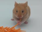 Baby goudhamster Adele - Syrische Hamster, Dieren en Toebehoren, Hamster, Vrouwelijk, Tam, September