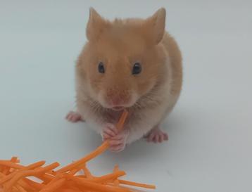 Baby goudhamster Adele - Syrische Hamster  beschikbaar voor biedingen