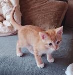 Kruising Ragoll x oosterse mix, Meerdere dieren, Kortharig, 0 tot 2 jaar