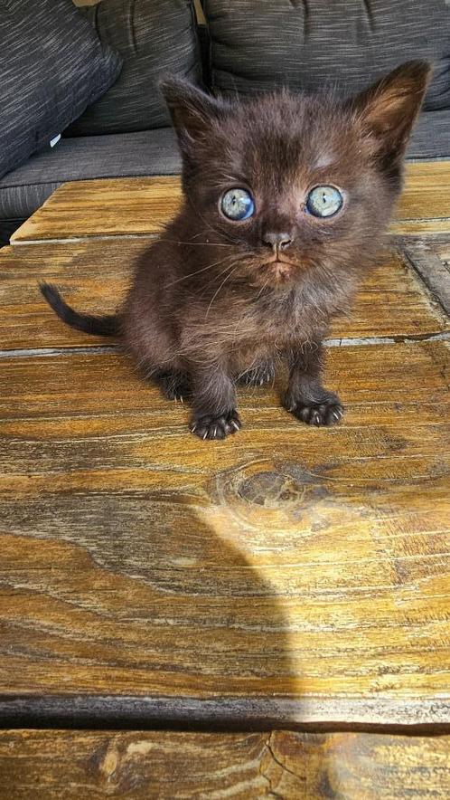 Prachtige Kittens  Ze zijn nu 7 weken .  Geboren op 7 juni, Dieren en Toebehoren, Katten en Kittens | Raskatten | Korthaar, Meerdere dieren