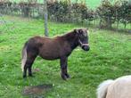 Shetlander merrieveulen te koop!, Dieren en Toebehoren, Pony's, Merrie, 0 tot 2 jaar, A pony (tot 1.17m), Gechipt
