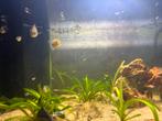 Guppen, Dieren en Toebehoren, Vissen | Aquariumvissen, Vis