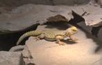 Gezocht uromastyx geyri 1.1, Dieren en Toebehoren, Reptielen en Amfibieën, Hagedis, Tam, 0 tot 2 jaar