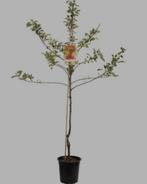 reserveer nu alvast je fruitbomen, Ophalen, 100 tot 250 cm, Appelboom, Lente
