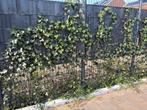 Hedera €8 per stuk, Ophalen, Overige soorten, 100 tot 250 cm