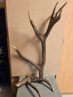 Gewei woon decoratie, Ophalen, Zo goed als nieuw, Hert, Gewei of Kop